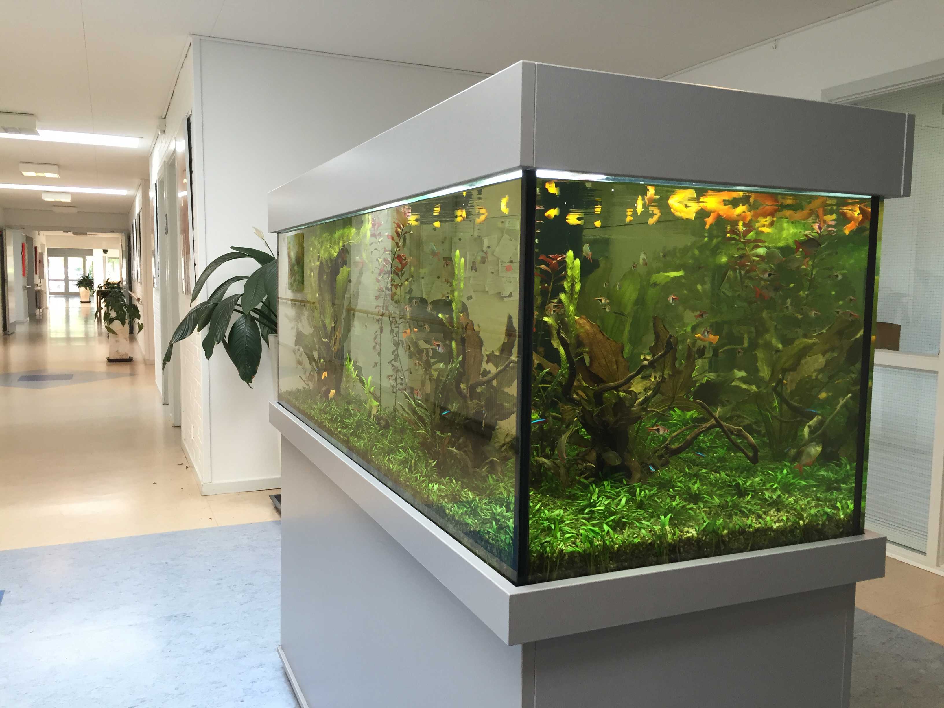 Akvarium på gangen med fisk