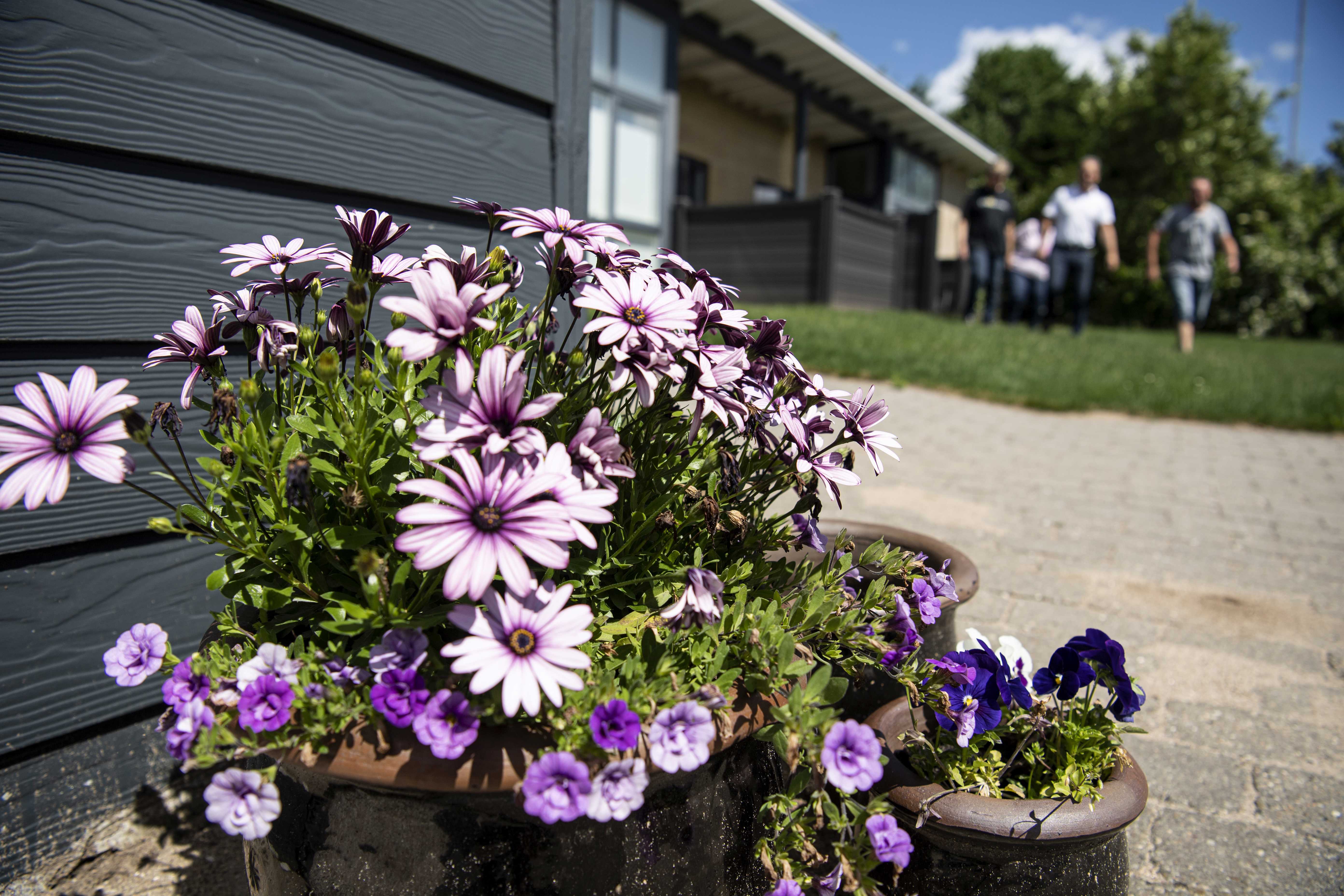 Udendørskrukke med lilla sommerblomster