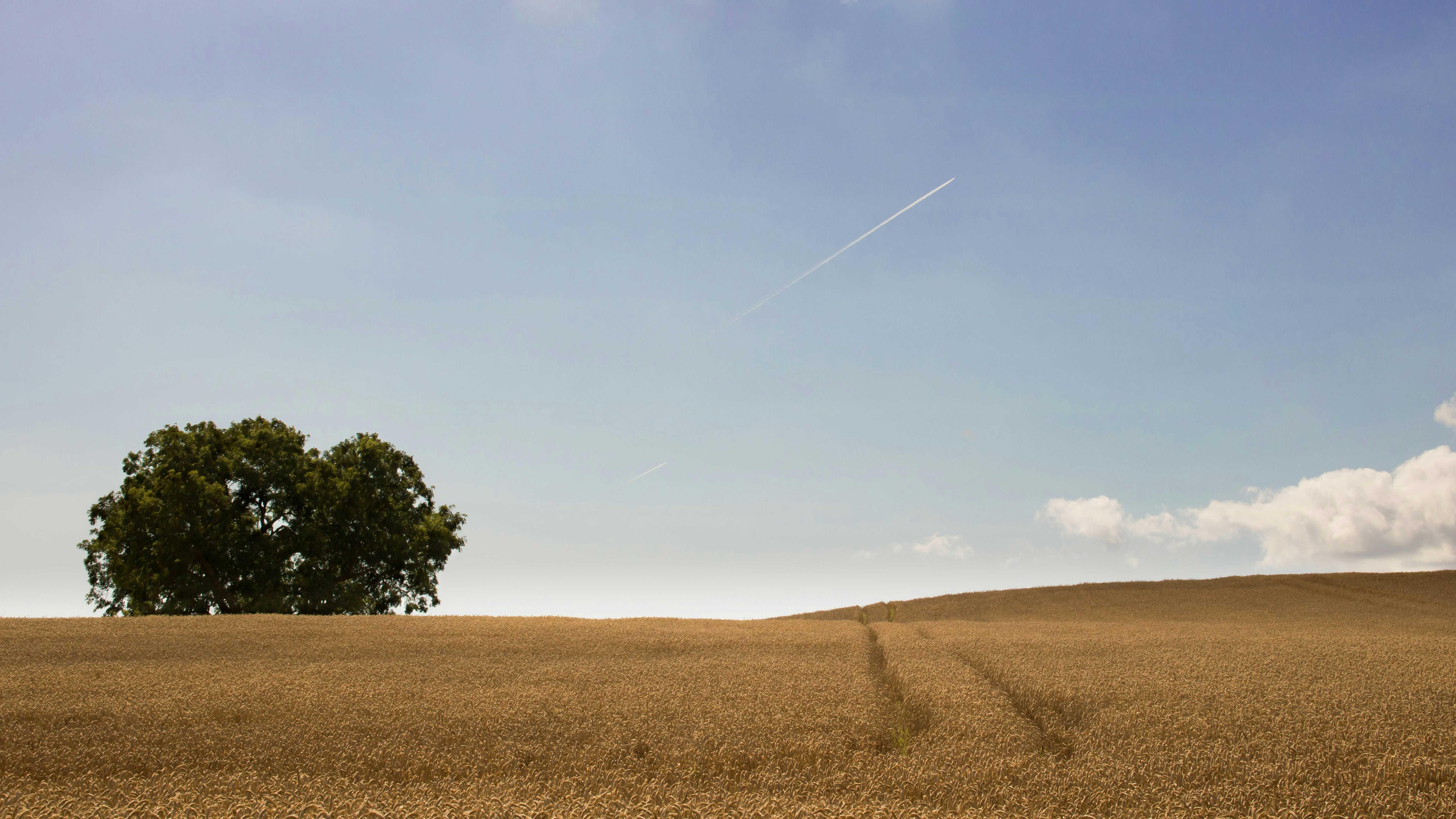 dried grass field with one tree