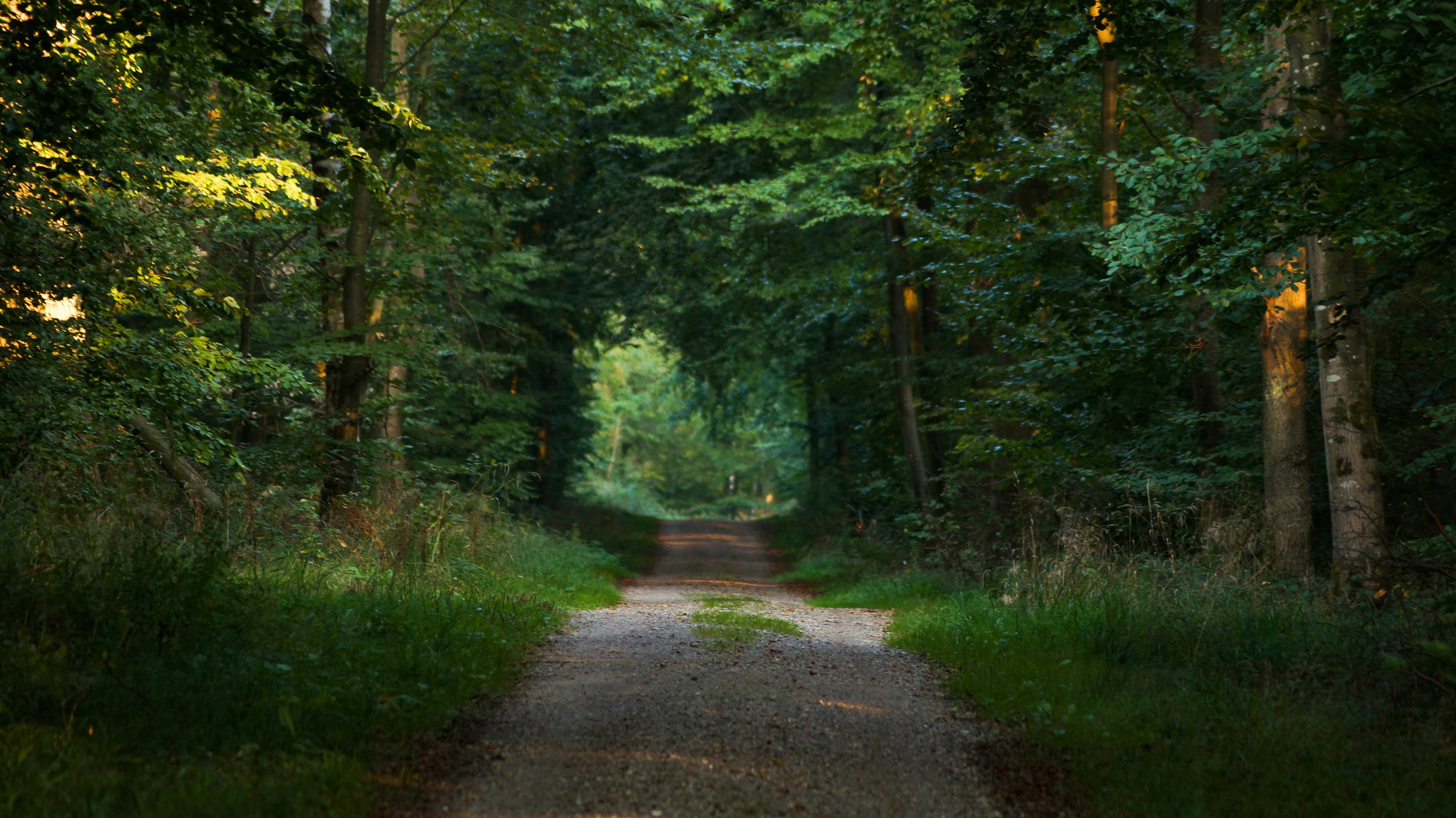 photo of pathway between trees