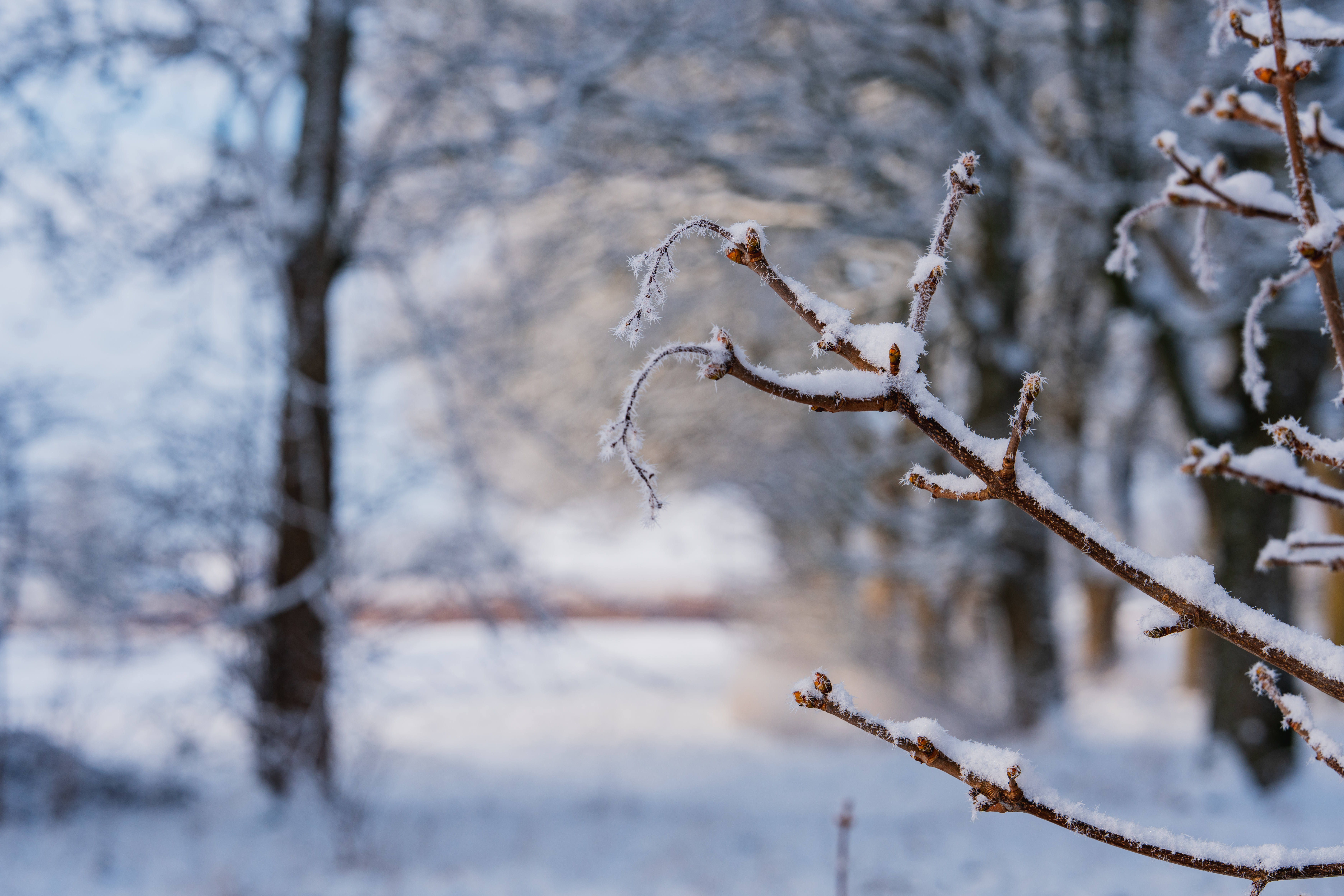 Sne og frost på grene